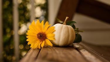 A white pumpkin and a yellow daisy on a chair