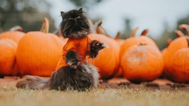 A black cat wearing an orange shirt in front a bunch of pumpkins