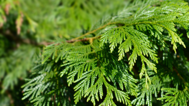 Cedar Cedar Branch