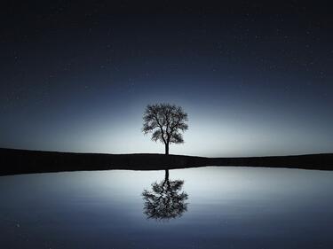 A tree reflected in the water at dusk
