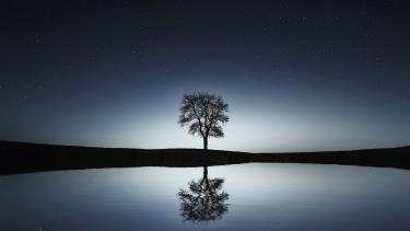 A tree reflected in the water at dusk