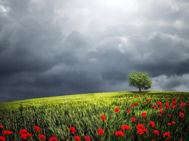 A poppy field under stormy skies