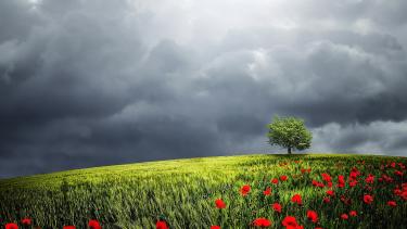 Remebrance Day A poppy field under stormy skies