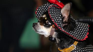 Chihuahua wearing a fancy black and white hat