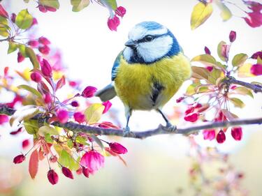 Spring Bird perched on a flowering branch