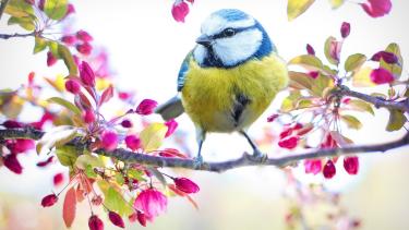 Spring Bird perched on a flowering branch