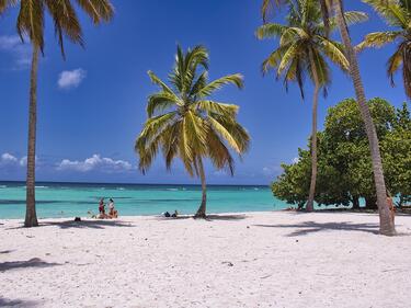 A beach with palm trees and blue water