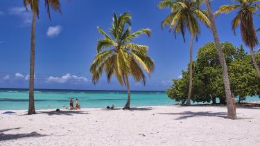 A beach with palm trees and blue water