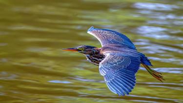 Blue Heron in Flight