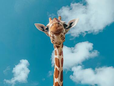 Giraffe looking at the camera