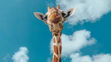 Greater Vancouver Zoo Giraffe looking at the camera