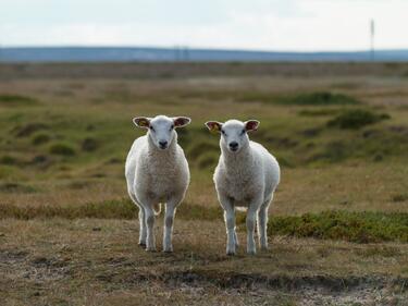 2 sheep in the field