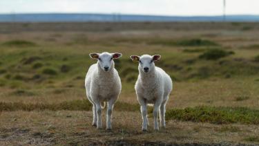 Twin Day 2 sheep in the field